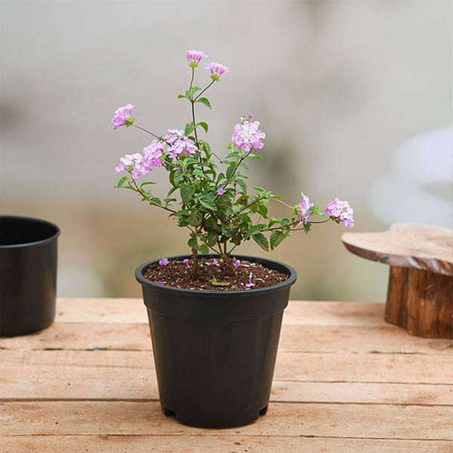 lantana camara (lavender) - plant