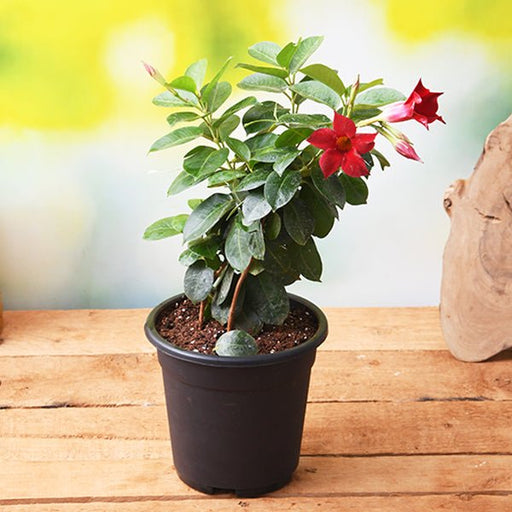 mandevilla (maroon) - plant