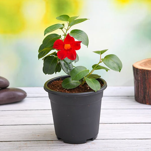 mandevilla (red) - plant