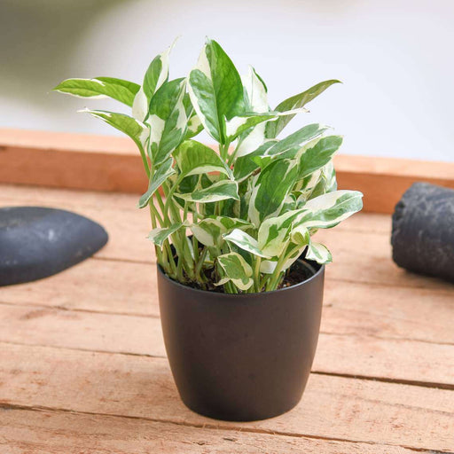 money plant marble prince - plant