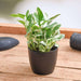 money plant marble prince - plant