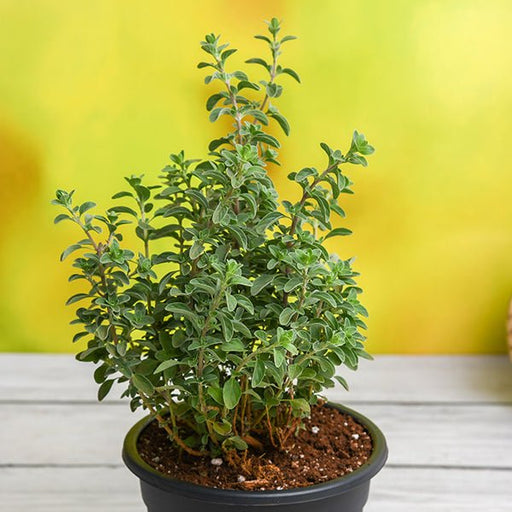 origanum majorana - plant