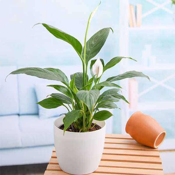 peace lily - plant