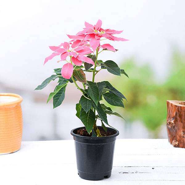 poinsettia - plant