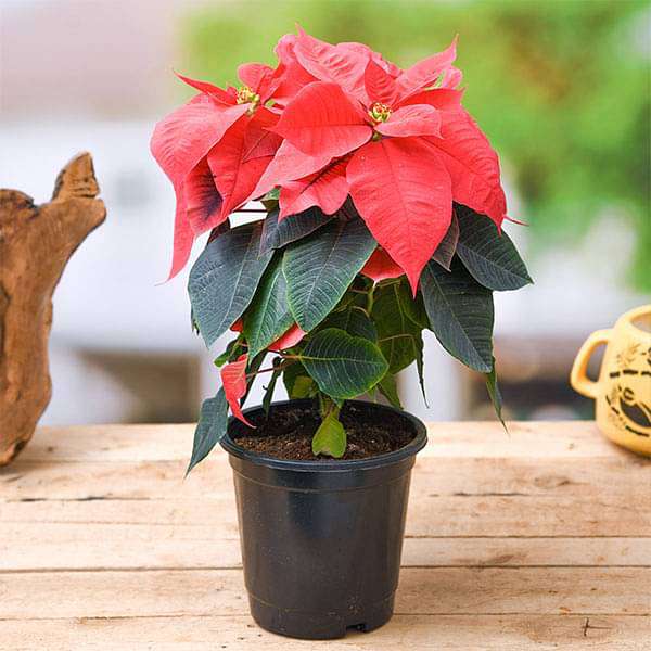 poinsettia - plant