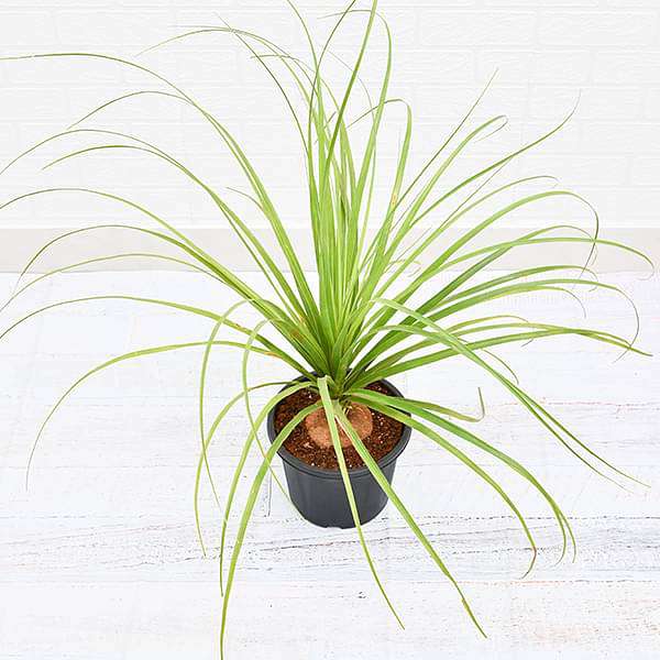 pony tail palm - plant