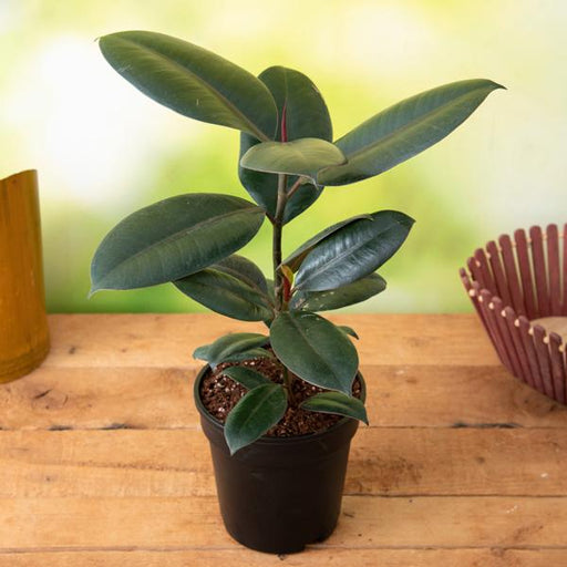 rubber tree - plant