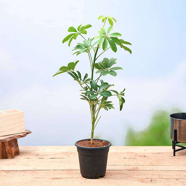 schefflera - plant