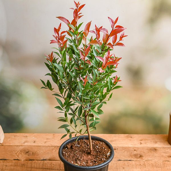 syzygium campanulatum - plant