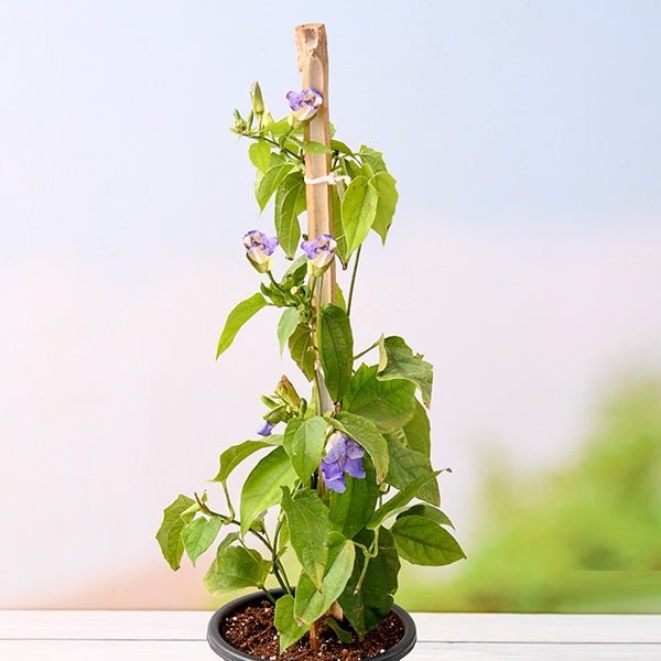 Thunbergia Laurifolia - Plant