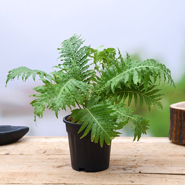 tree fern - plant