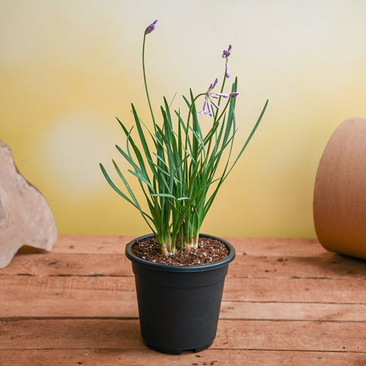 tulbaghia fragrans - plant