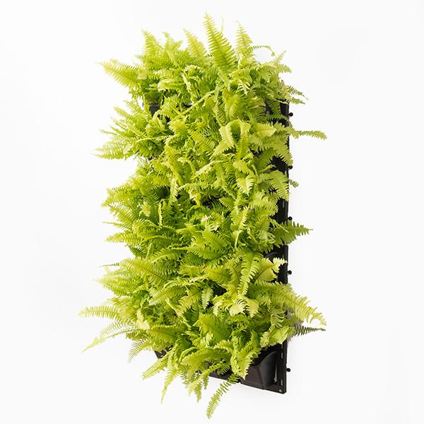 pleasing indoor vertical garden with golden fern plants 