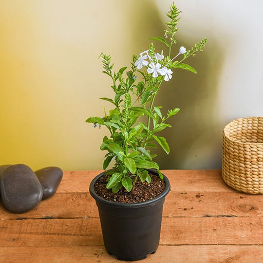 plumbago white - plant