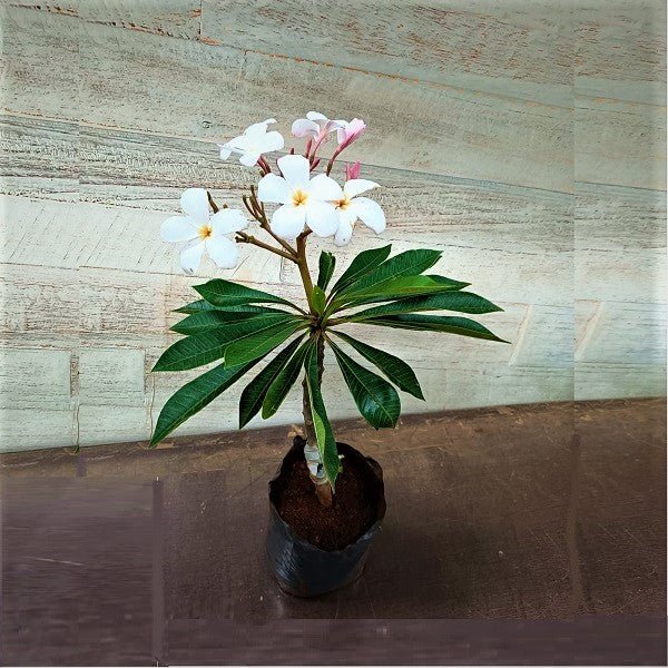 Plumeria, Champa, Singapore Dwarf (White Pink) - Plant