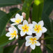 plumeria - plant