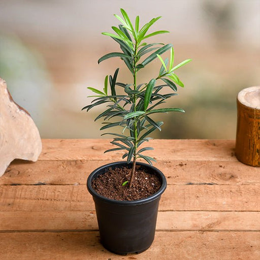 podocarpus macrophyllus - plant