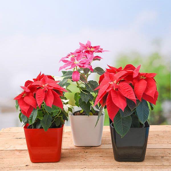 winter flower plants packs 