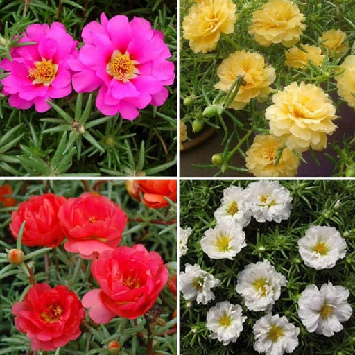 portulaca garden pack (4 plants + 4 colorful pots) 