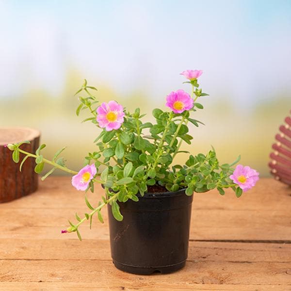 portulaca - plant