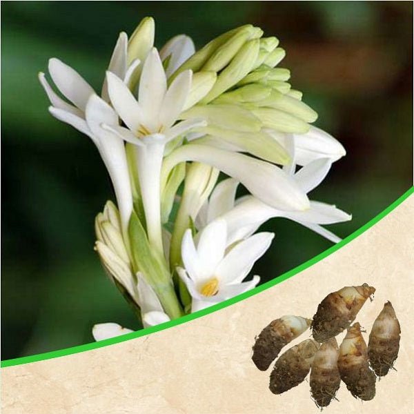 rajnigandha - bulbs (set of 10)