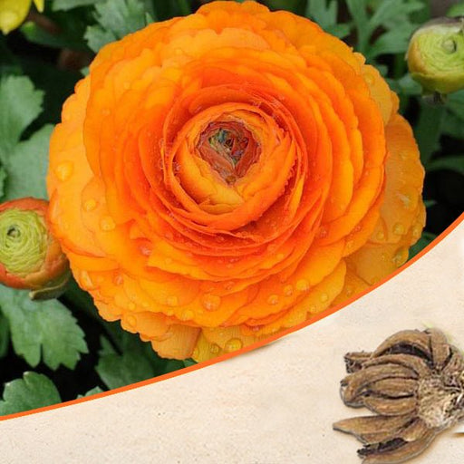 ranunculus (orange) - bulbs (set of 5)