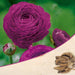 ranunculus (purple) - bulbs (set of 5)