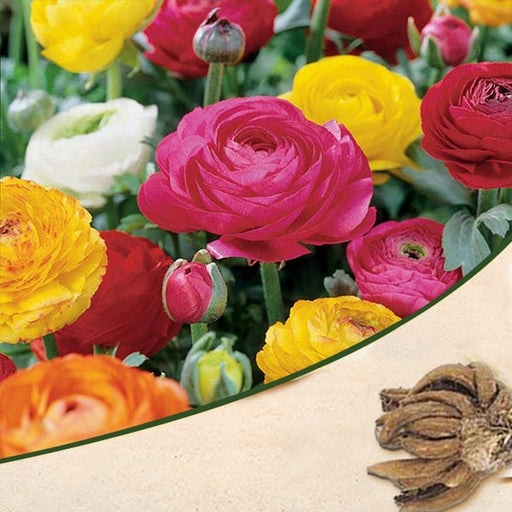 ranunculus (random color) - bulbs (set of 5)