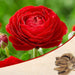 ranunculus (red) - bulbs (set of 5)