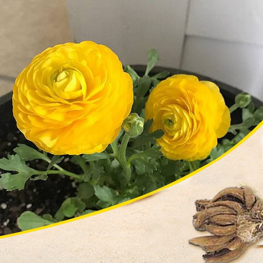 ranunculus (yellow) - bulbs (set of 5)