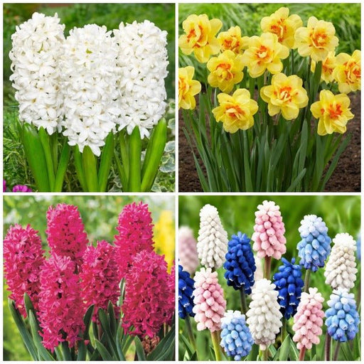 refreshing flower bulbs - (20 bulbs pack)