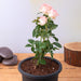 rose (peach) - plant