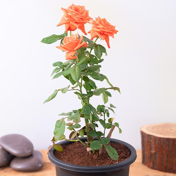 rose (orange) - plant