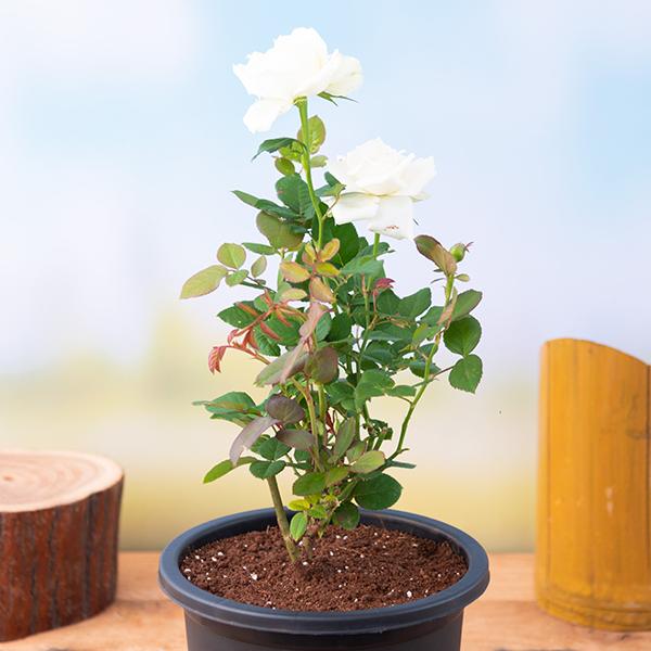 rose (white) - plant