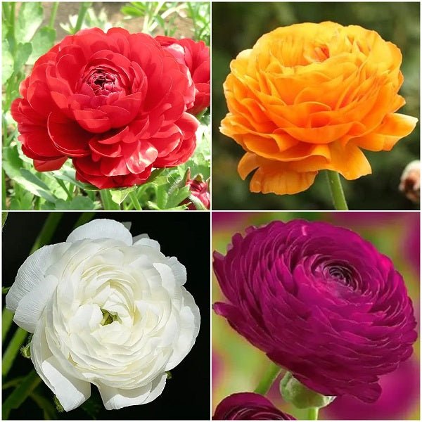 Royal Ranunculus - (16 Bulbs Pack)