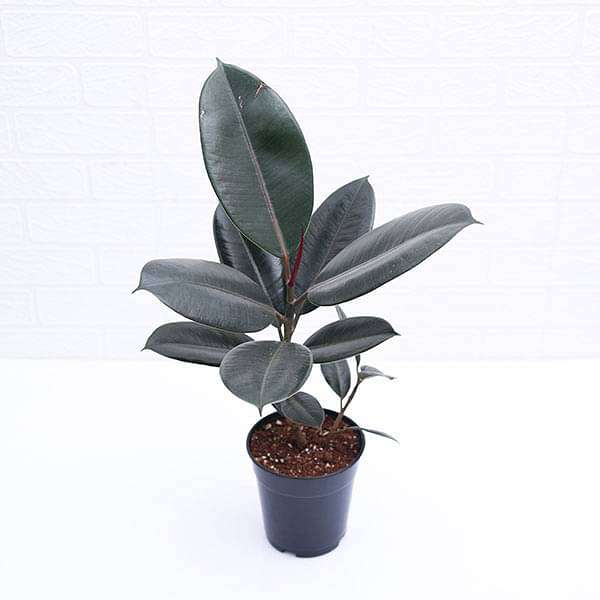 rubber tree - plant