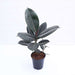 rubber tree - plant