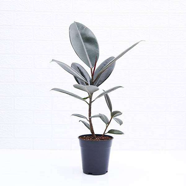 rubber tree - plant