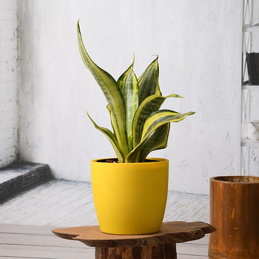 sansevieria trifasciata golden hahnii - plant