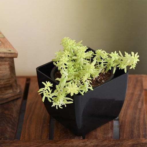 sedum angelina (golden) - plant