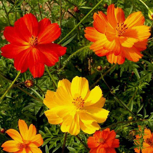 set of 10 best flower seeds for kitchen garden 