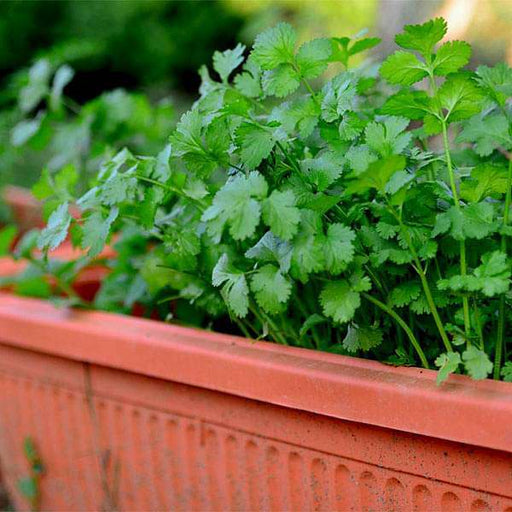 set of 10 continental herb seeds for salad dressing 