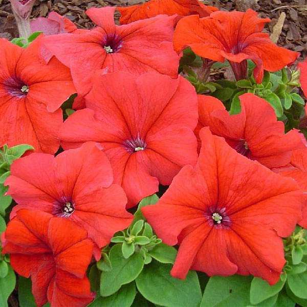 set of 10 flowering seeds to sow in august 