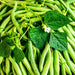 set of 12 best beans vegetable seeds 