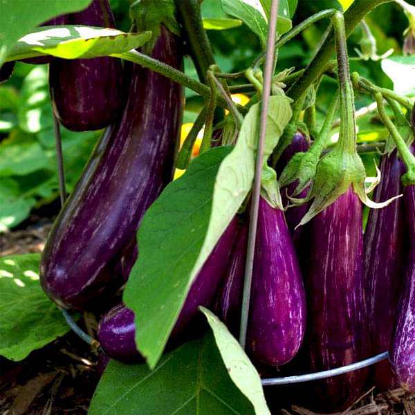 set of 12 best brinjal vegetable seeds 