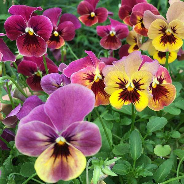 set of 20 easy to grow flower seeds 