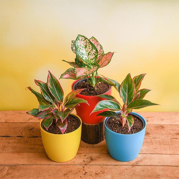 set of 3 impressive aglaonema plants to decorate living room 