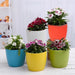 winter flower plants packs 