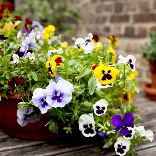 set of 5 exotic pansy flower seeds 