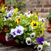 set of 5 exotic pansy flower seeds 